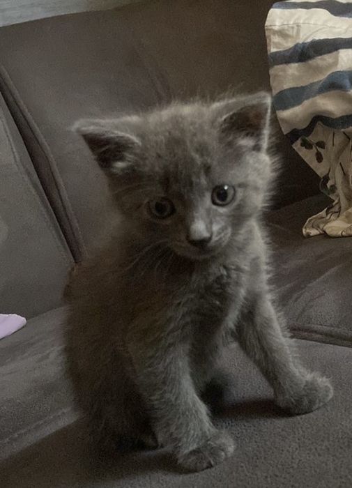 Віддам кішечку безкоштовно