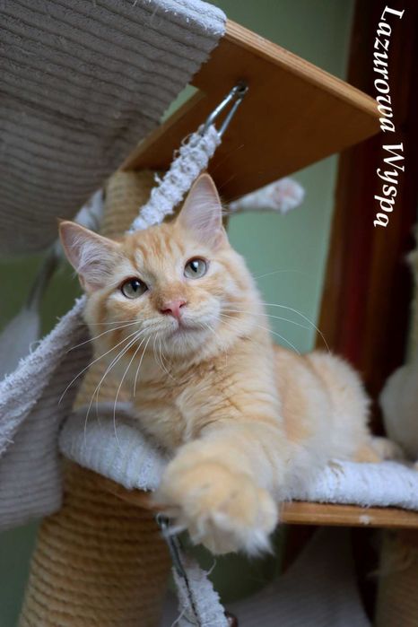 Złoty , słodki  Ragdoll