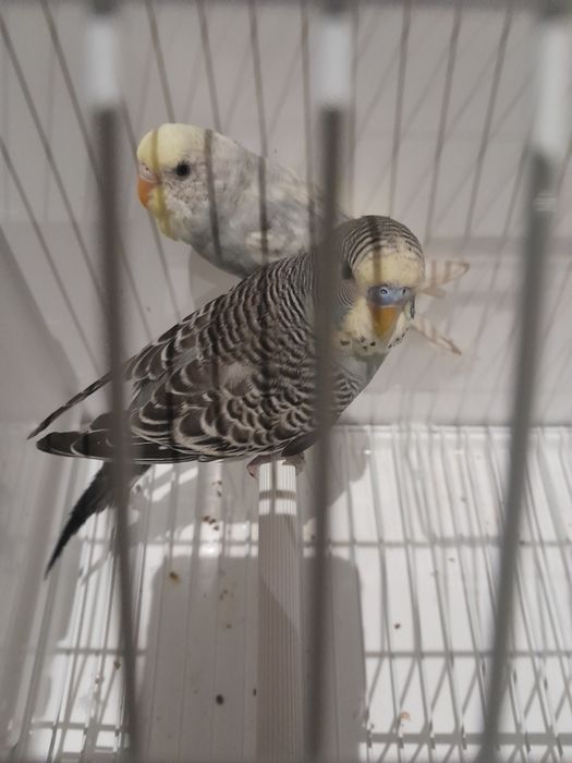 Papugi faliste możliwość dowozu