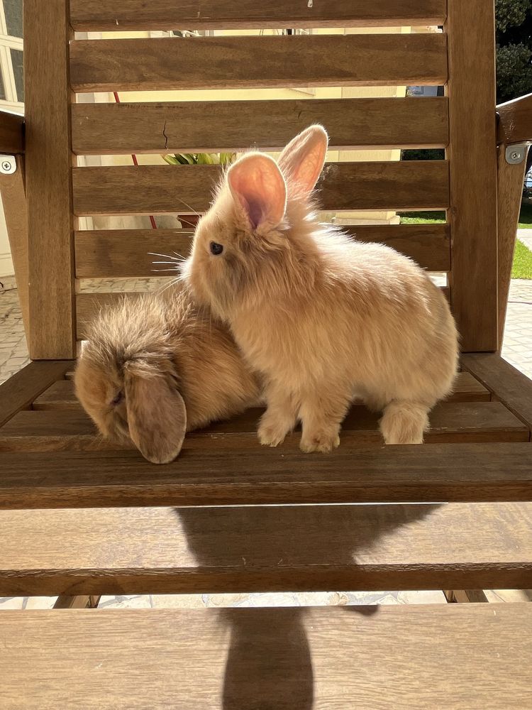 Coelhos Mini Lop & Angora
