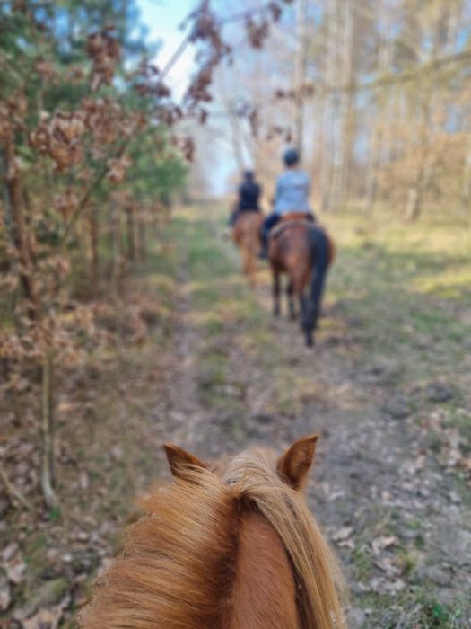 Jazda konna, wyjazdy w teren, mini agro kozy owce