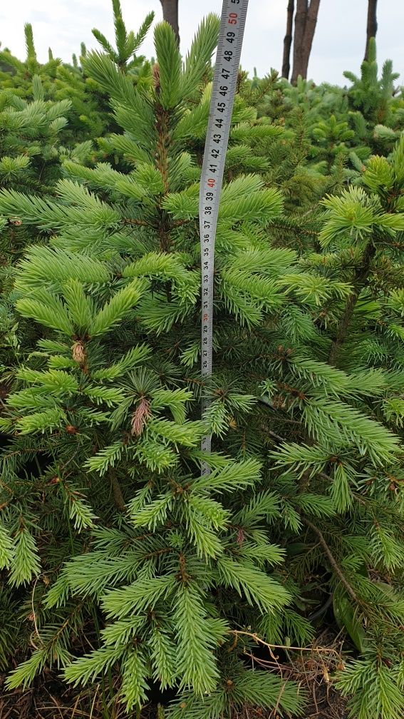 Świerki pospolite 50-70 cm w doniczkach