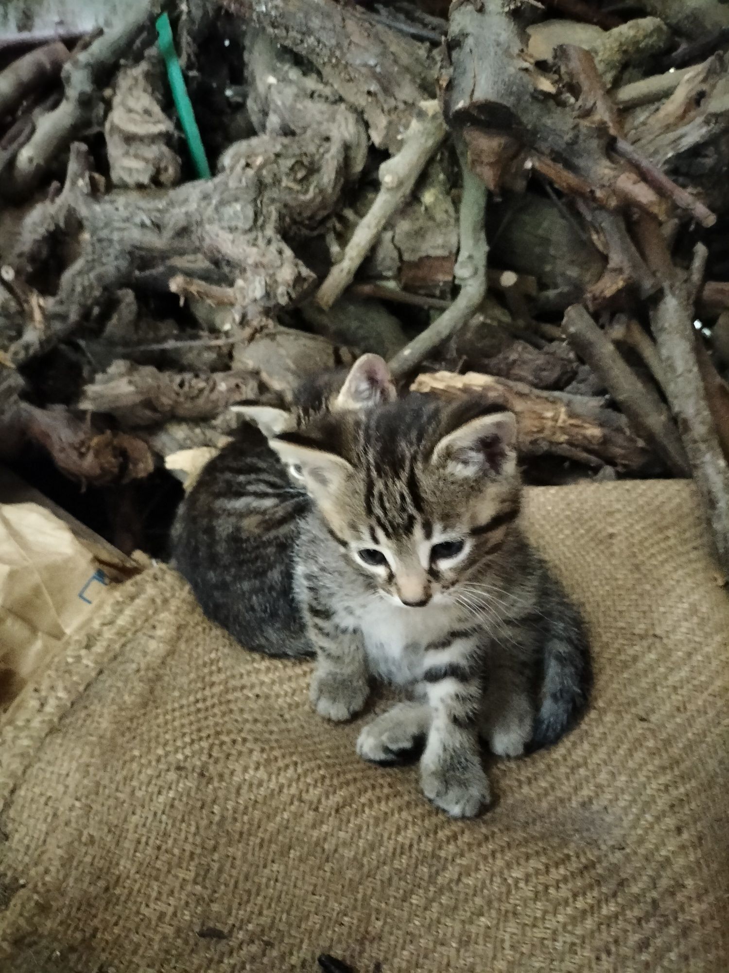 Adoção Amorosa para Gatinhos Bebés Preciosos