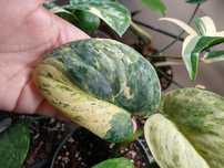 Scindapsus dark silver cloud variegata