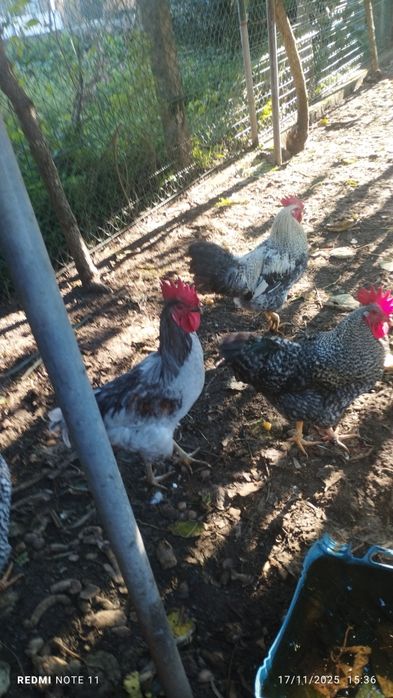 Vendo galos novos de várias raças