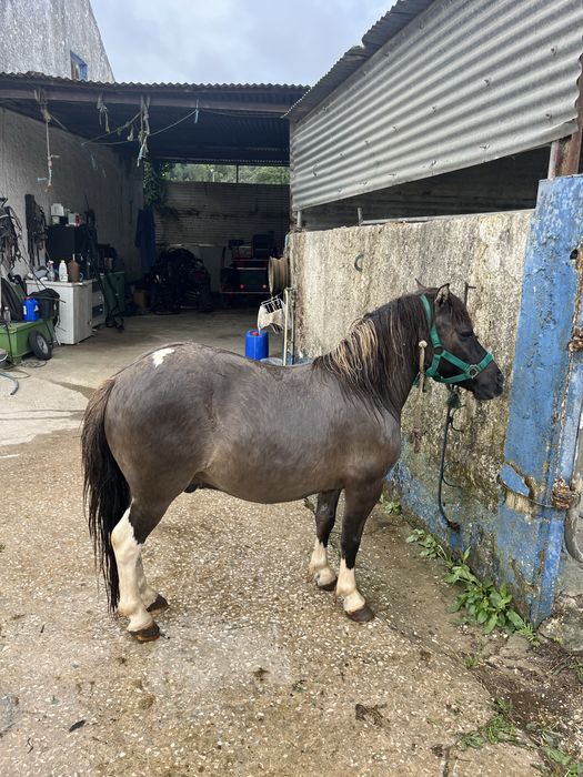 Ponei castrado montado e engatado