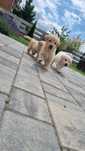 Golden retriever złota