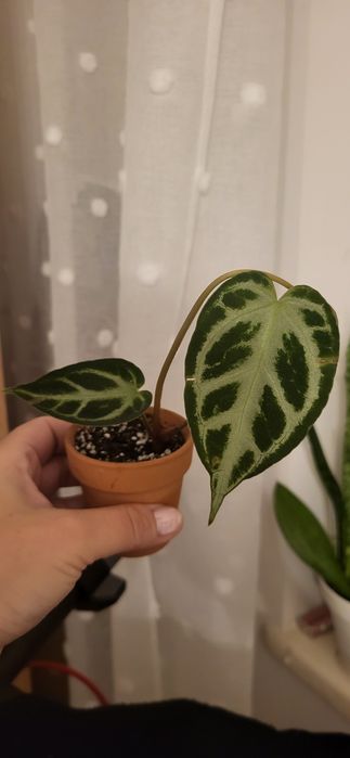 Anturium silver blush sadzonka