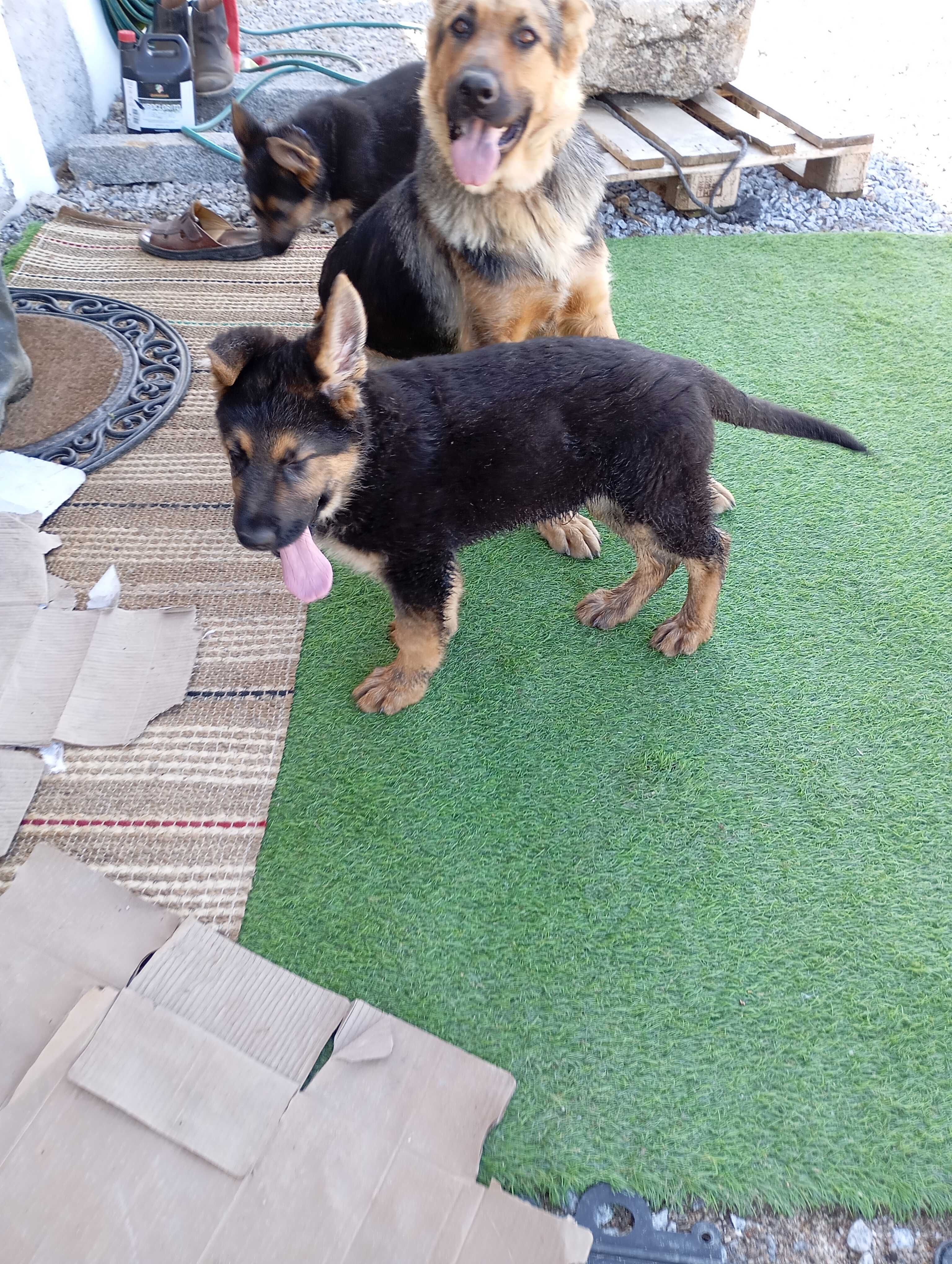 Cachorros linha de trabalho