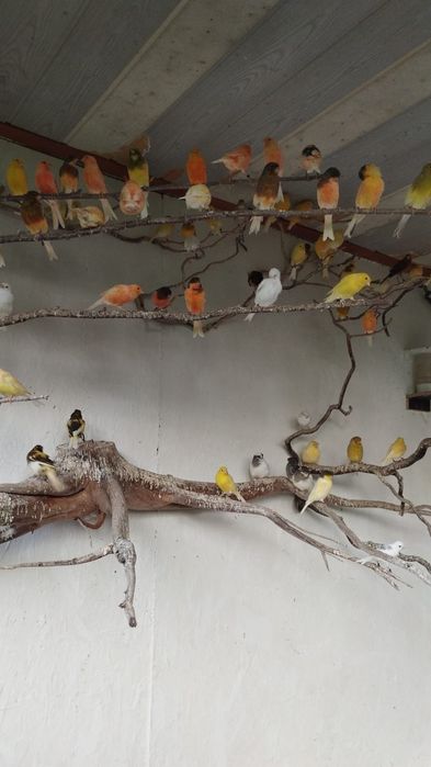 Sprzedam kanarki 80zł