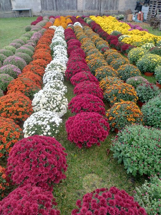 Chryzantemy drobnokwiatowe