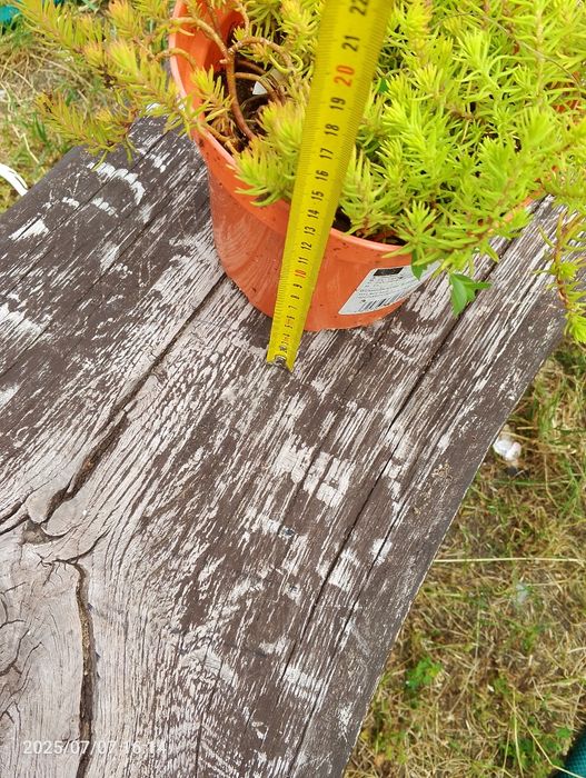 Rozchodniki ościsty angelina