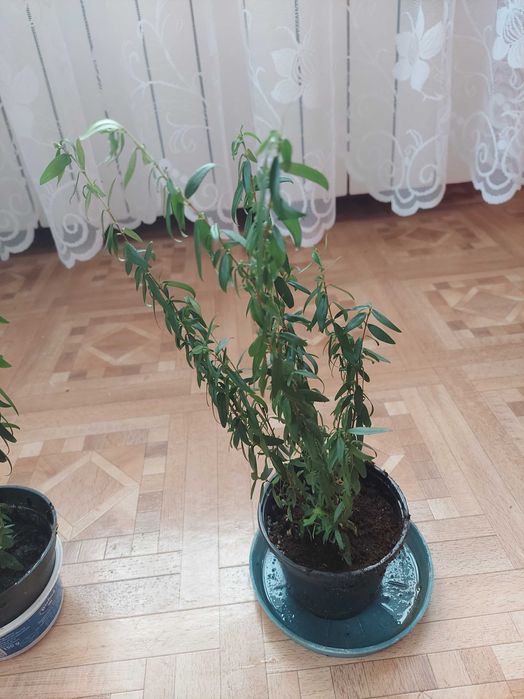 Merta,mirt w doniczce chrzciny,ślub,komunia