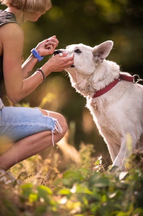 Cudowny Dasti szuka domu! Nie radzi sobie w bloku:(