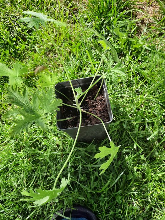 Anginka geranium okazja !