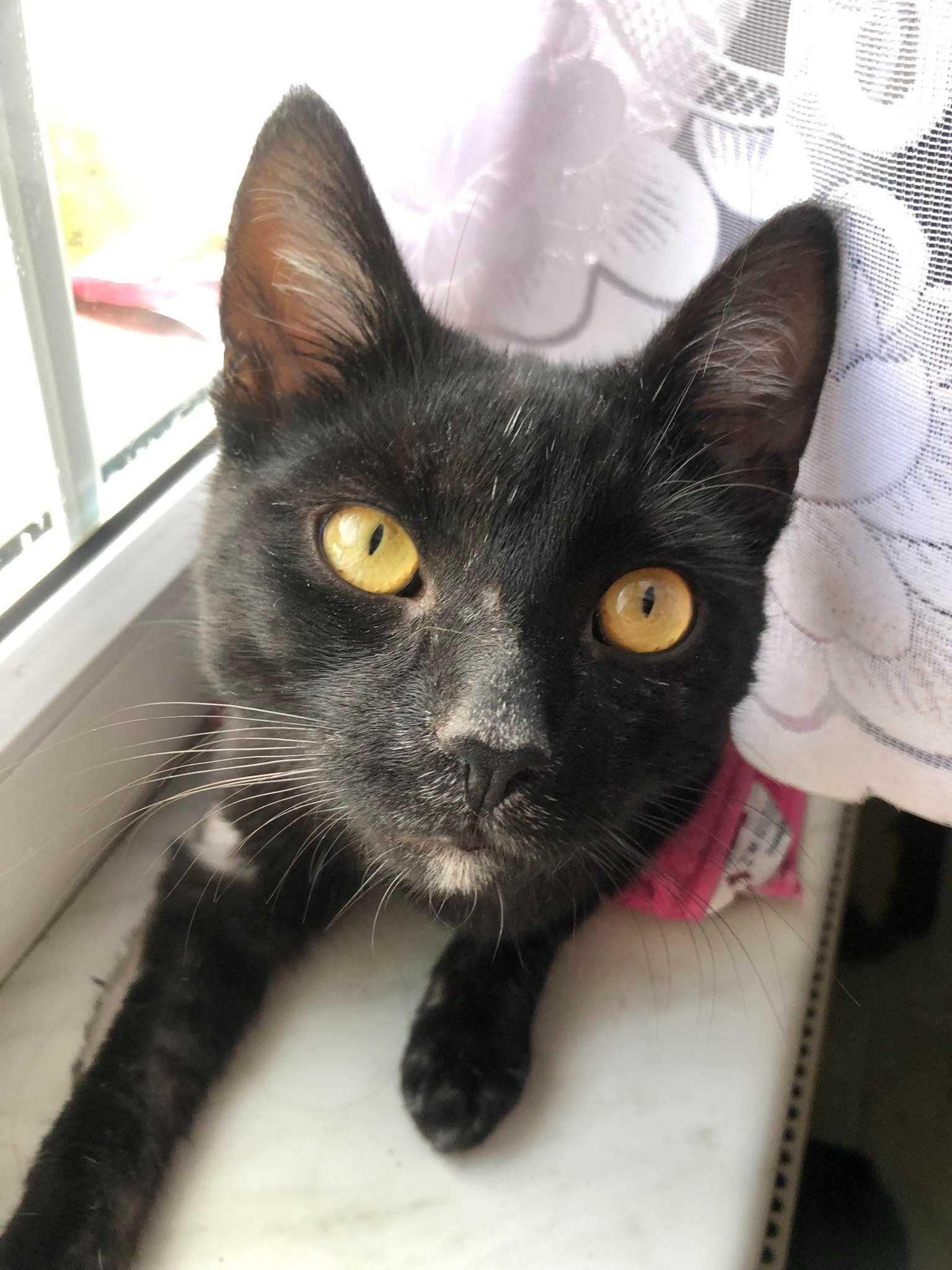 MIODZIK - dymny kotek do adopcji, piękny!
