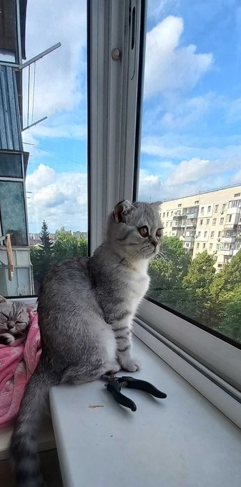 Скотіш фолд срібні шиншили