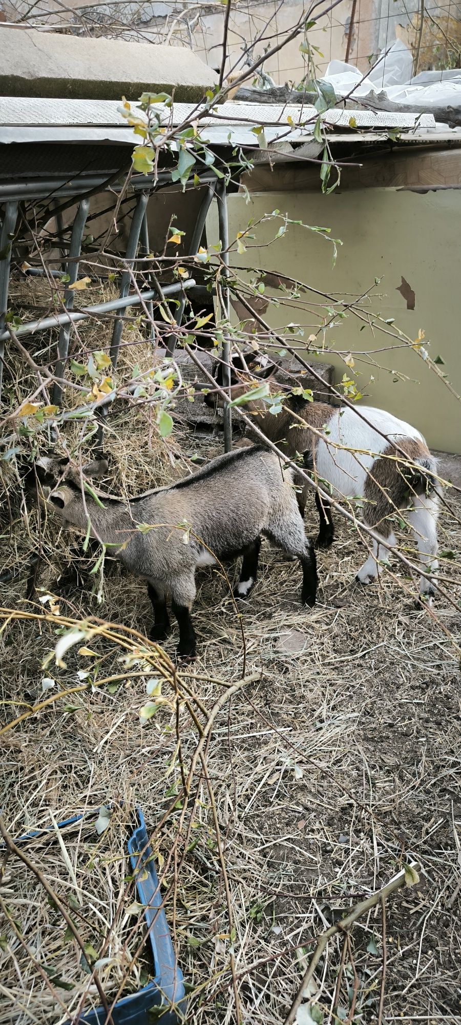 cabras anãs desde 70€