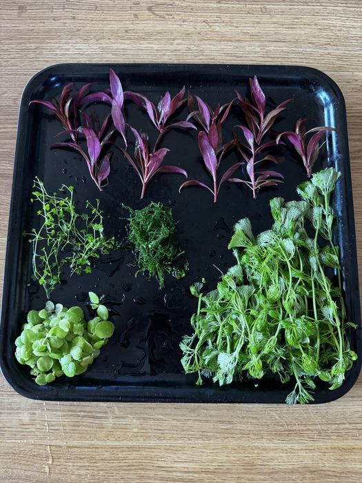 Alternanthera reineckii red mini e plantas de aquario nano