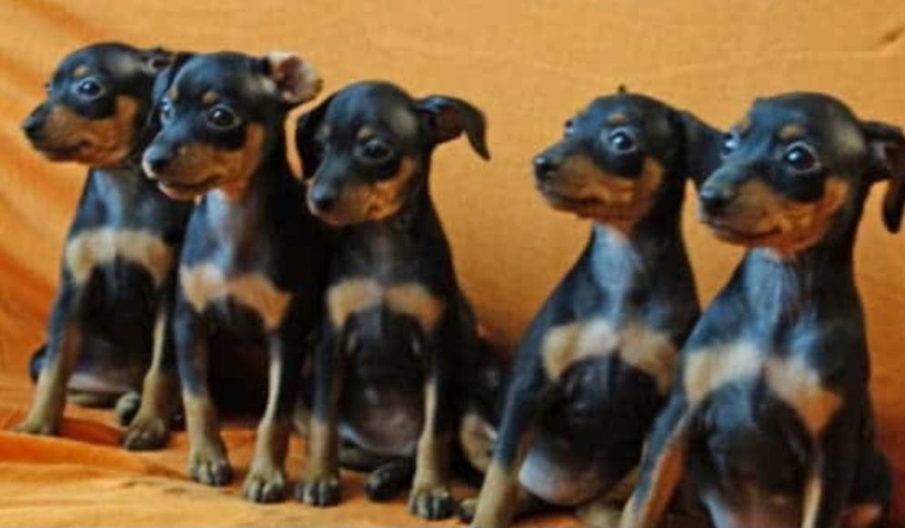 Карліковий пінчер , міні доберман ,цвергпінчер