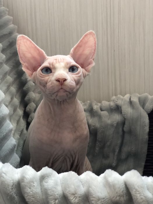 Сфинкс голубоглазая девочка