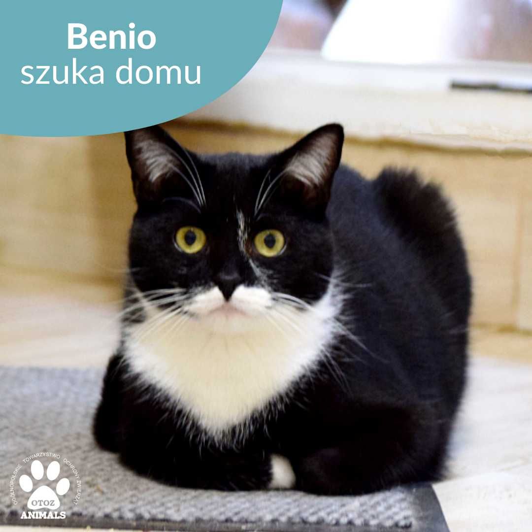 Łagodny kocurek do adopcji! Poznajcie Benia!