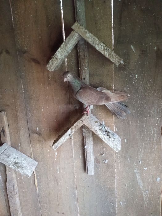 Gołębie zamojskie -zamiana