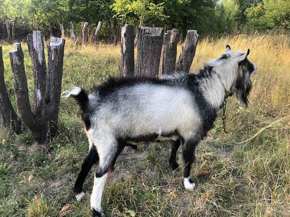 Альпійські козли на злучку