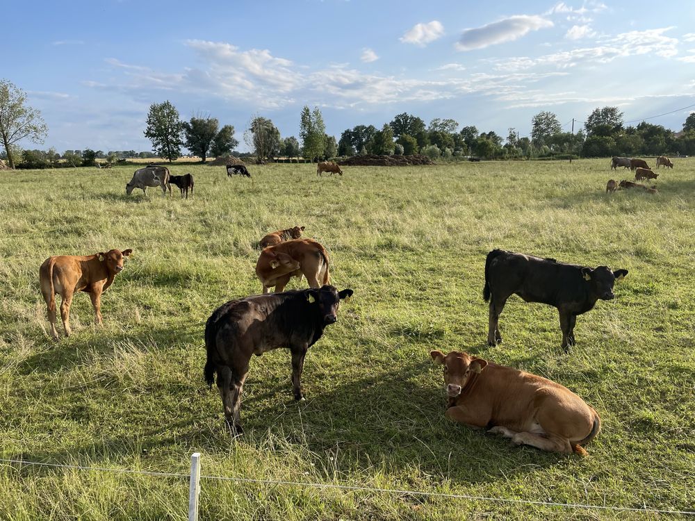 Agroturystyka nad morzem Sztutowo koło Stegna, pokoje gościnne, nocleg