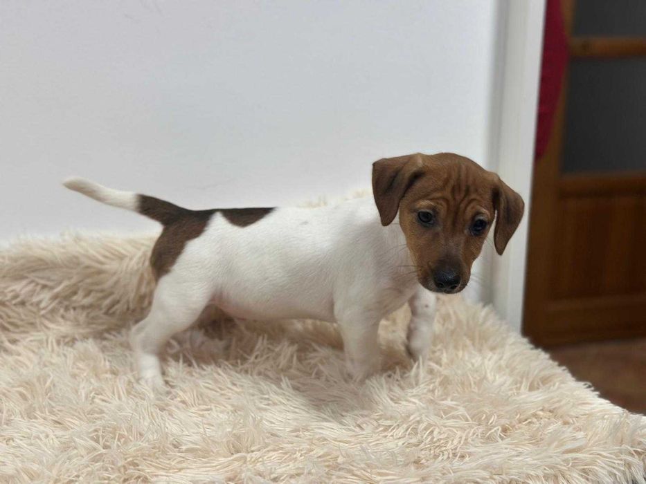 Jack Russell Terrier - szczeniak gotowy do zmiany domu.