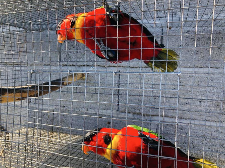 Varios especies de Loris