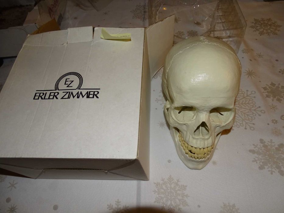 anatomiczny model czaszki  dorosłego człowieka