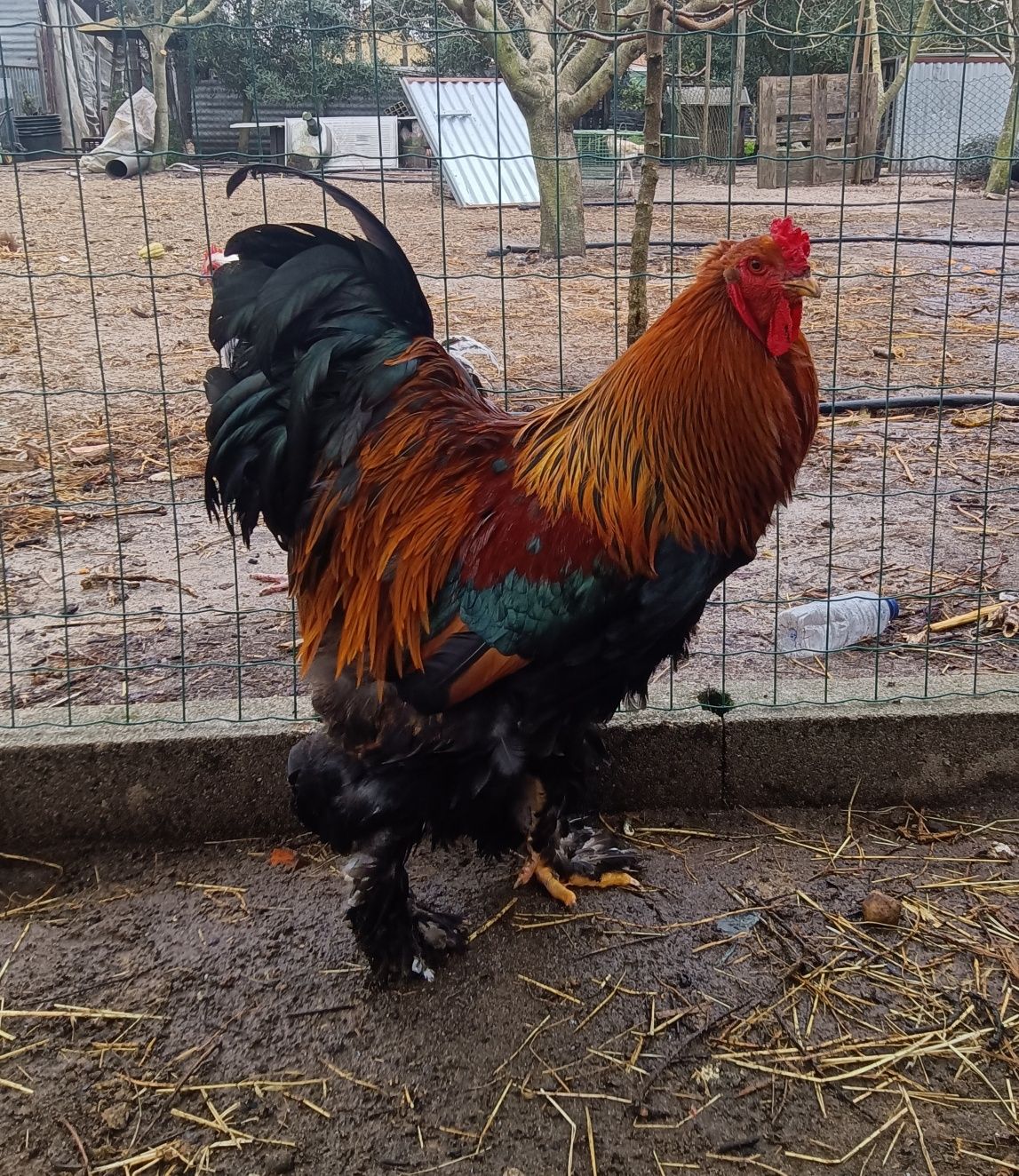 Pintos de Brahma Perdiz