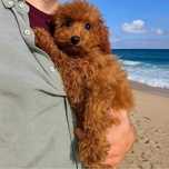 Toy Caniche Mini Micro Menina
