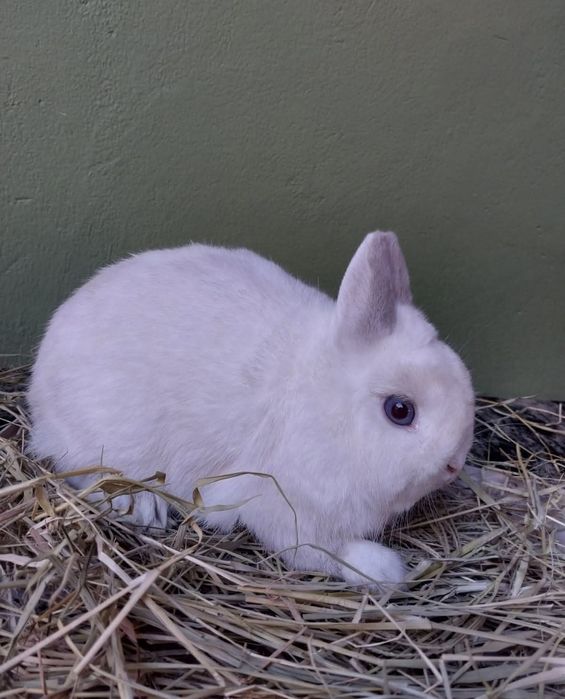 Coelho anão holandês macho