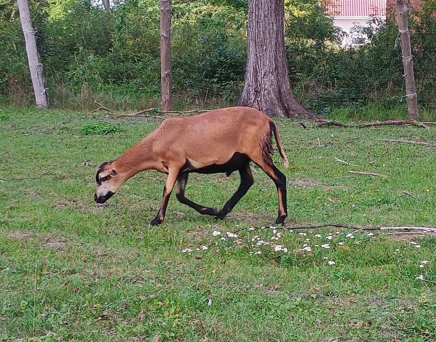 Owce, młode barany mix, Barbados, Dorper