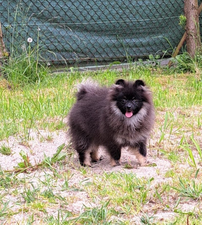 Szpic Miniaturowy Pomeranian