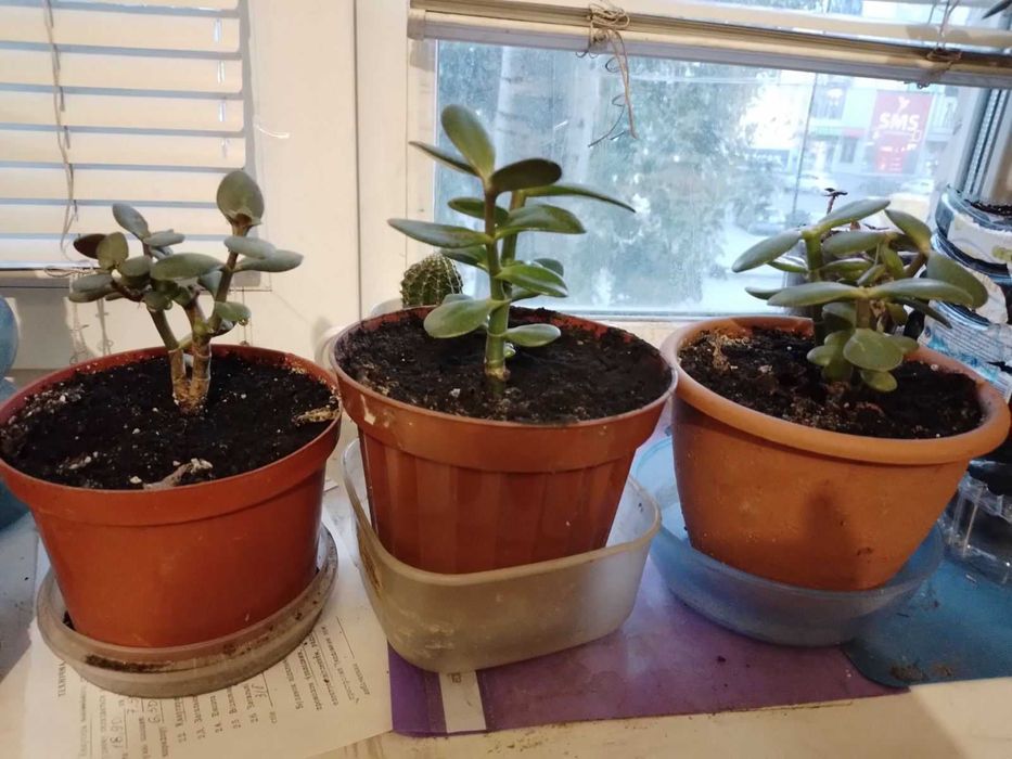 Денежное дерево (Толстянка овальная)