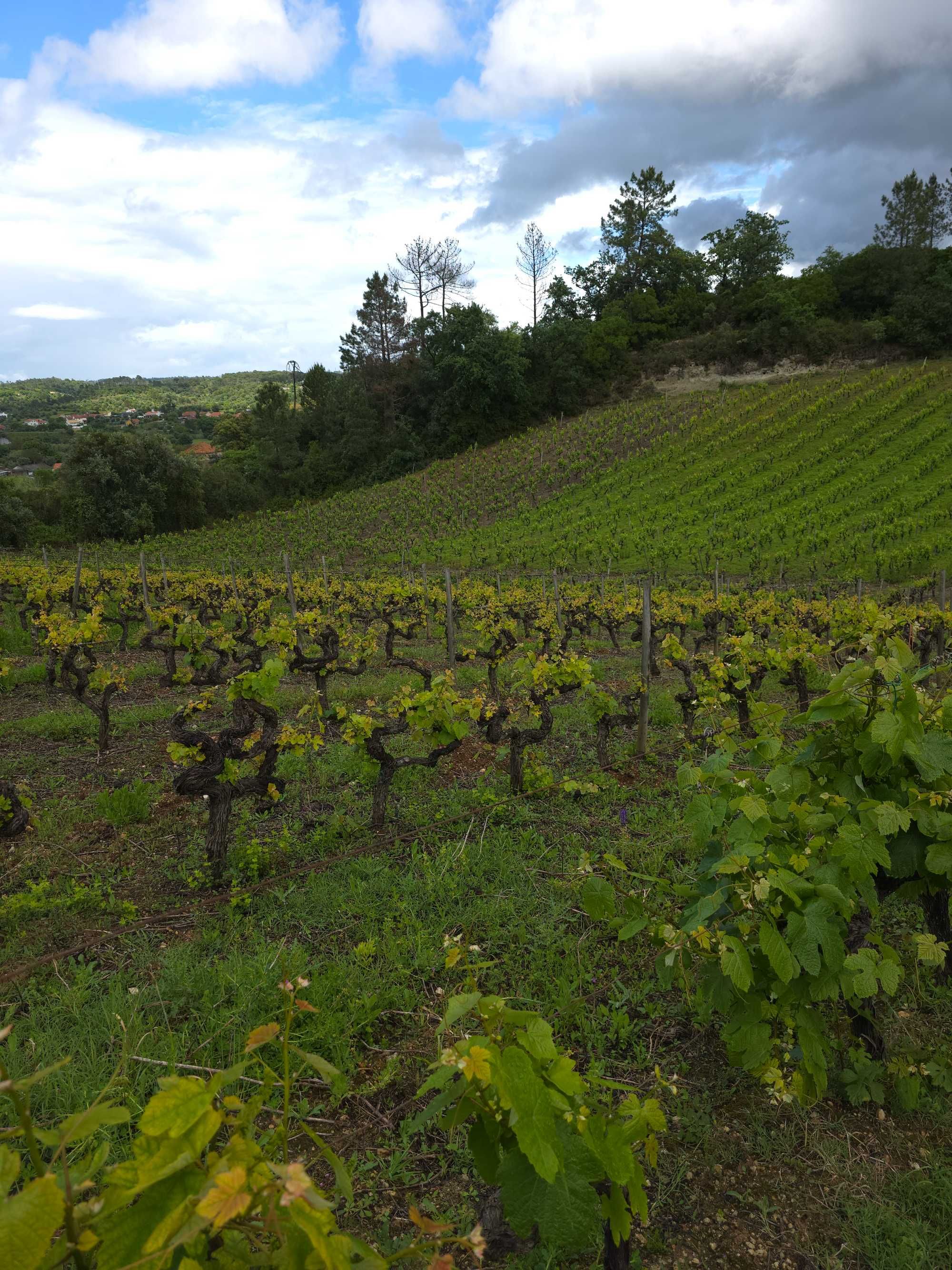 Vinha – Produção Ativa em Torres Novas (Ribatejo)