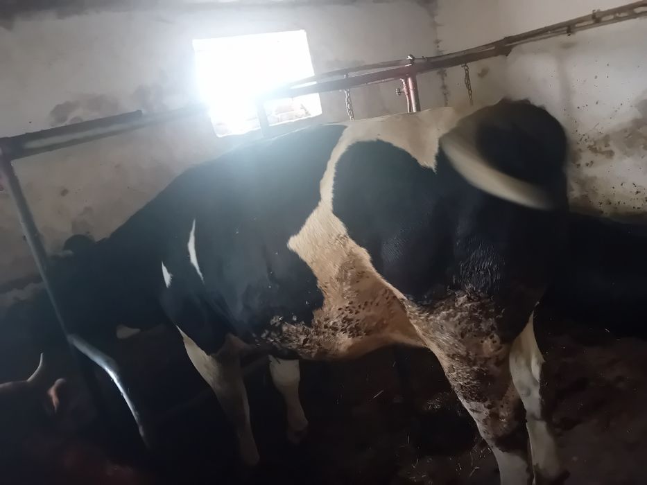 Jałówki wysokocielne