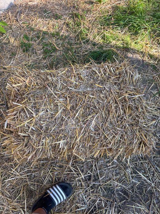 Sprzedam słomę tego roczną