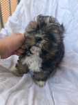 Piesek Shih Tzu tricolor po czekoladowym tacie