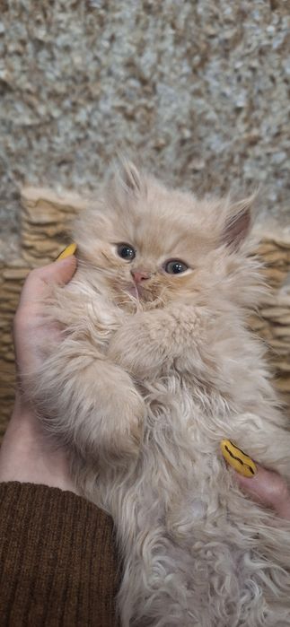 Породисті персидські кошенята