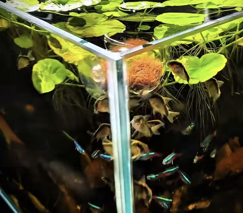 Aquário- Alimentado de vidro. NOVO