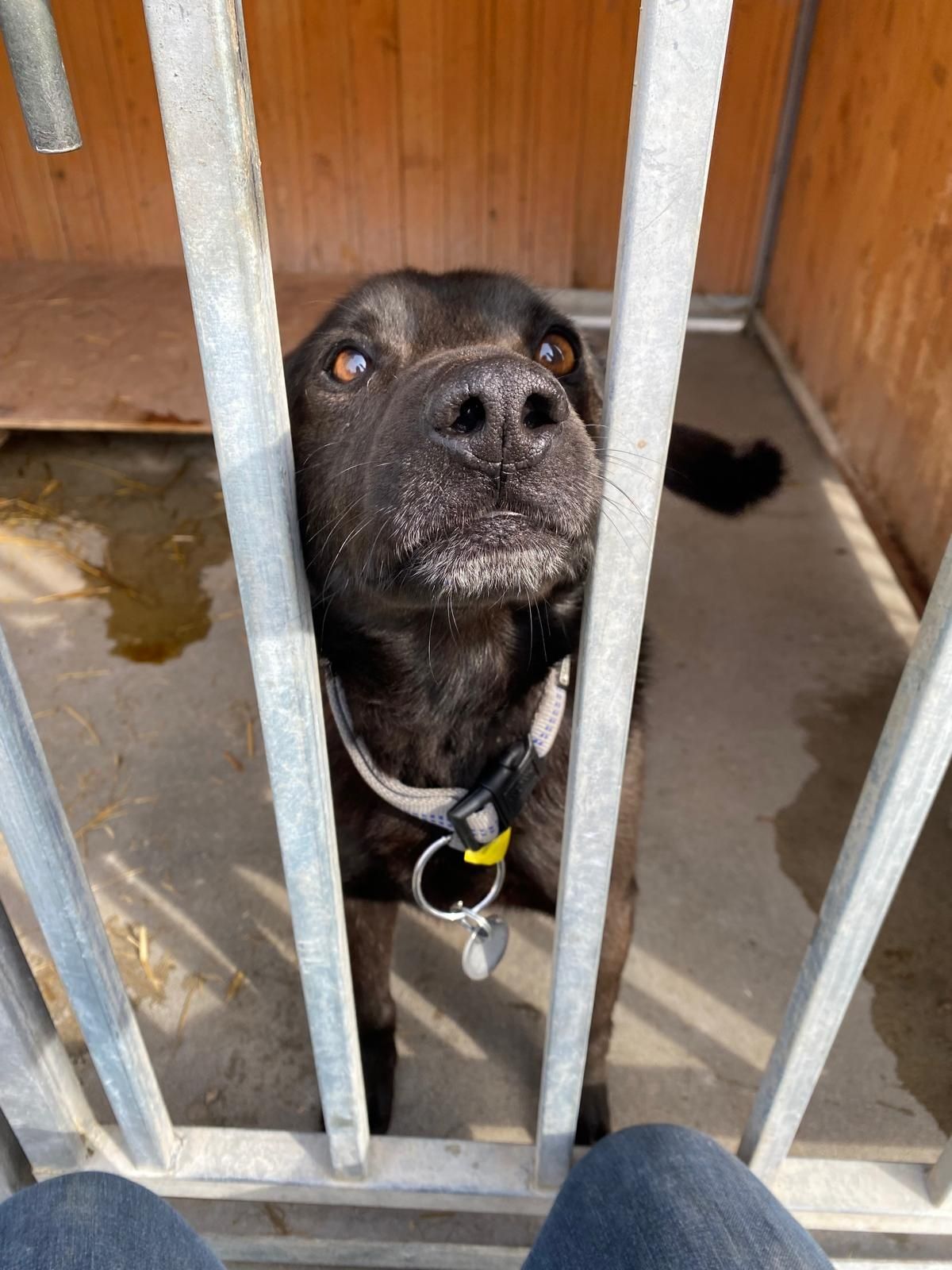 Młody Laos czy czarna sierść będzie jego przekleństwem?! Adopcja dt