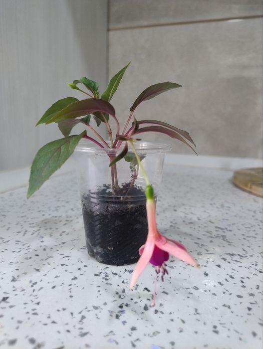 Фуксия цветущая, комнатное растение