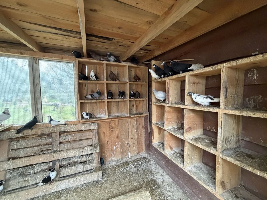 Likwidacja hodowli gołębie ozdobne