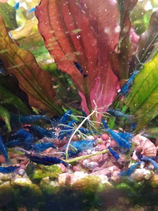 Аквариумные креветки