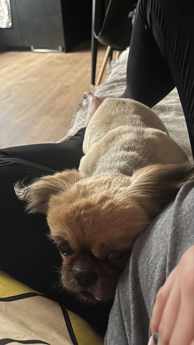 Pies w typie pekińczyka