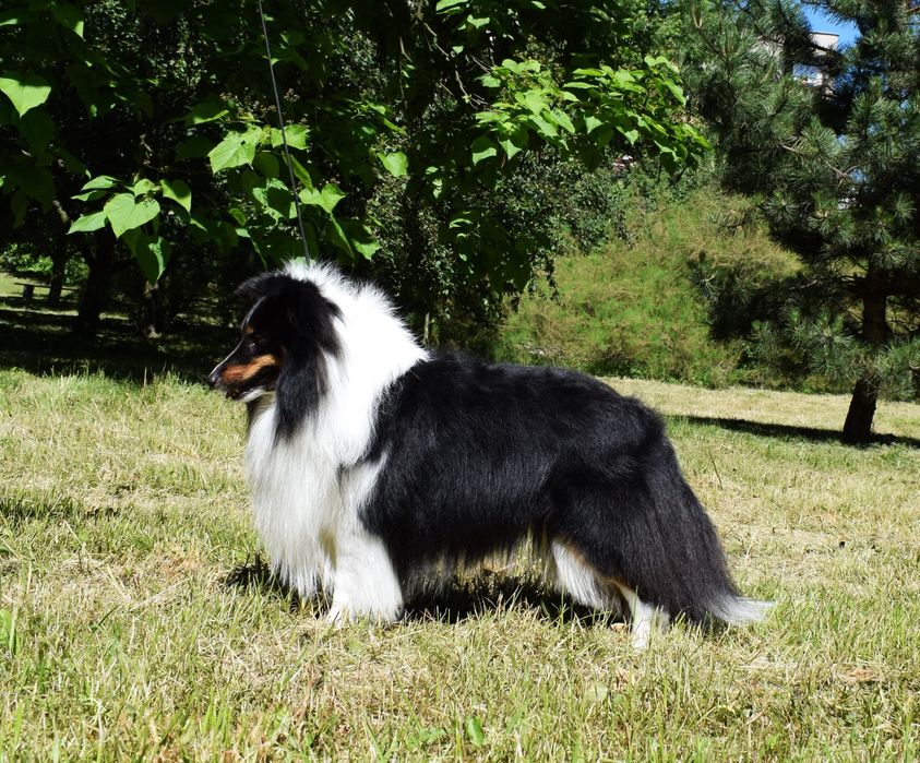 Owczarek szetlandzki sheltie